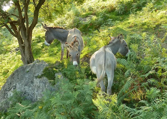 Arbegain Etxea Apartment *